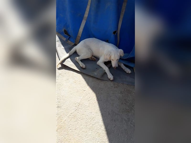 Paquita, (3 Monate), eine zierliche, hübsche Mischlingsdame