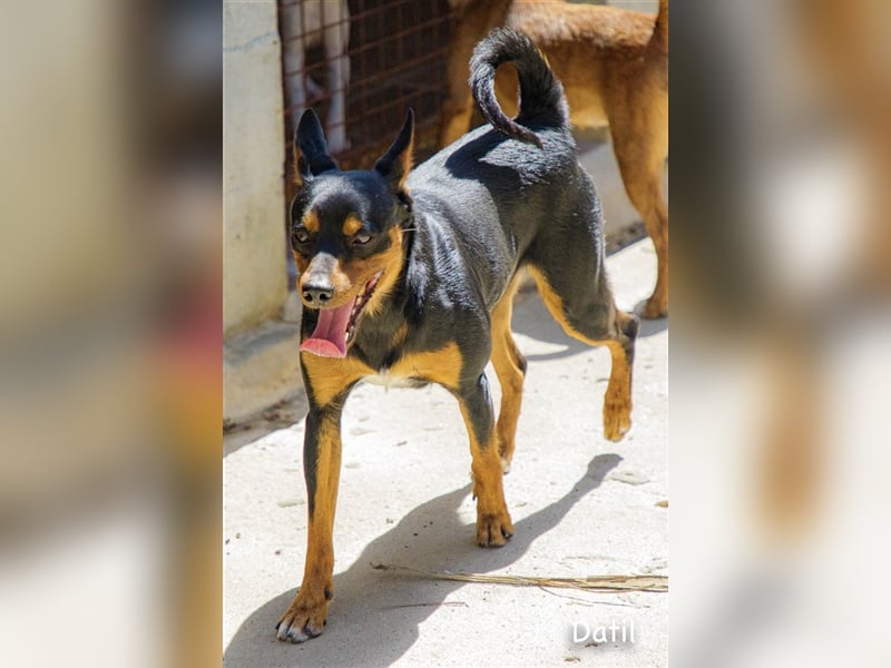 Datil, lebenslustiger Mischlingsrüde sucht seine Menschen