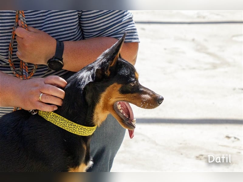 Datil, lebenslustiger Mischlingsrüde sucht seine Menschen