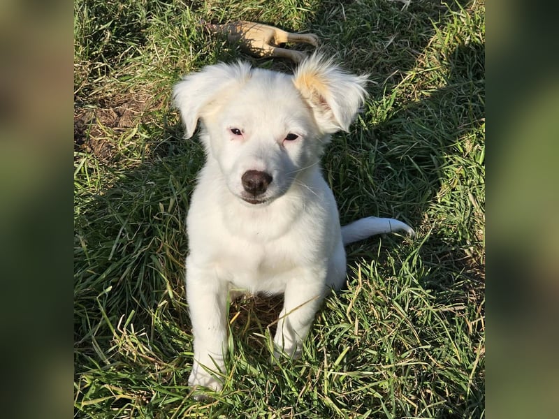 Fine - kleine Maus auf Körbchensuche