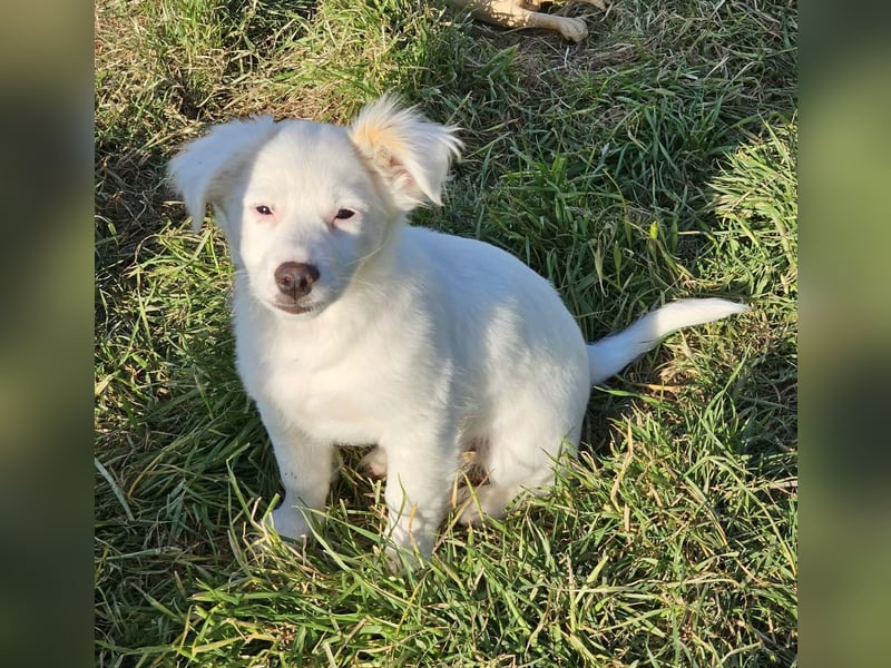 Fine - kleine Maus auf Körbchensuche