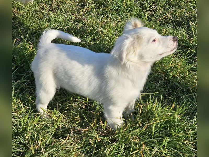 Fine - kleine Maus auf Körbchensuche
