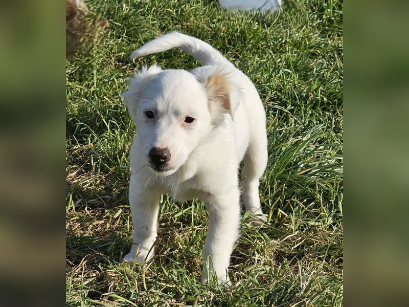 Fine - kleine Maus auf Körbchensuche