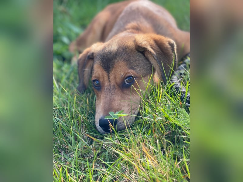 Welpe Bilbo, kleiner Herzensbrecher, sucht sein Zuhause