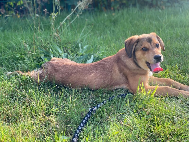 Welpe Bilbo, kleiner Herzensbrecher, sucht sein Zuhause
