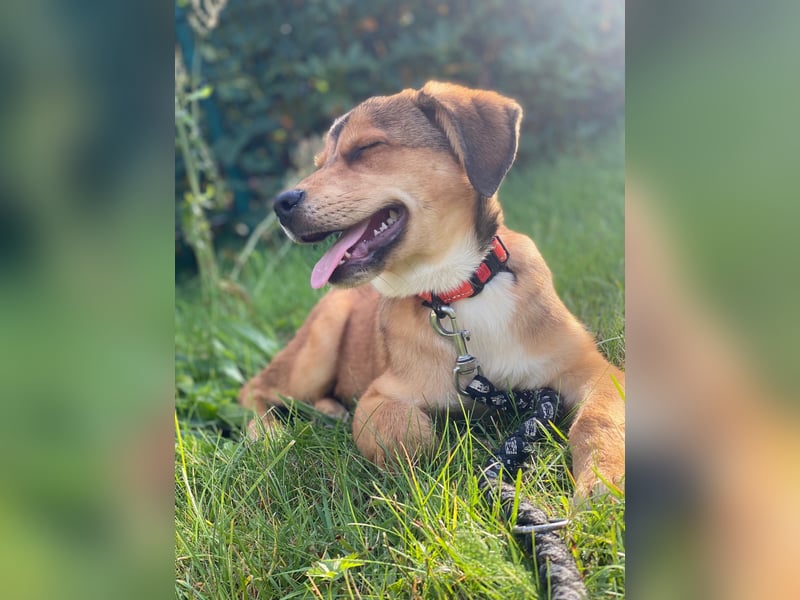Welpe Bilbo, kleiner Herzensbrecher, sucht sein Zuhause