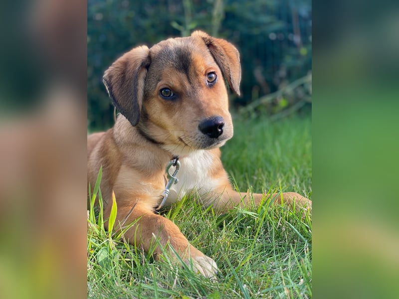 Welpe Bilbo, kleiner Herzensbrecher, sucht sein Zuhause