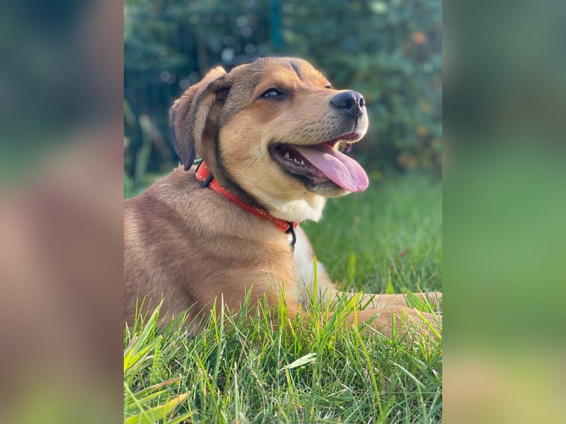 Welpe Bilbo, kleiner Herzensbrecher, sucht sein Zuhause
