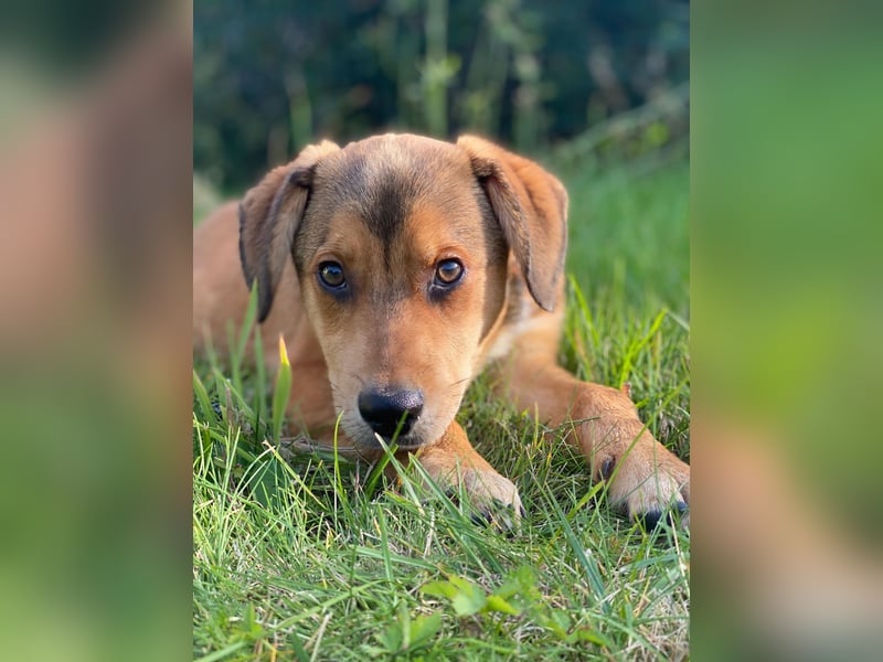 Welpe Bilbo, kleiner Herzensbrecher, sucht sein Zuhause