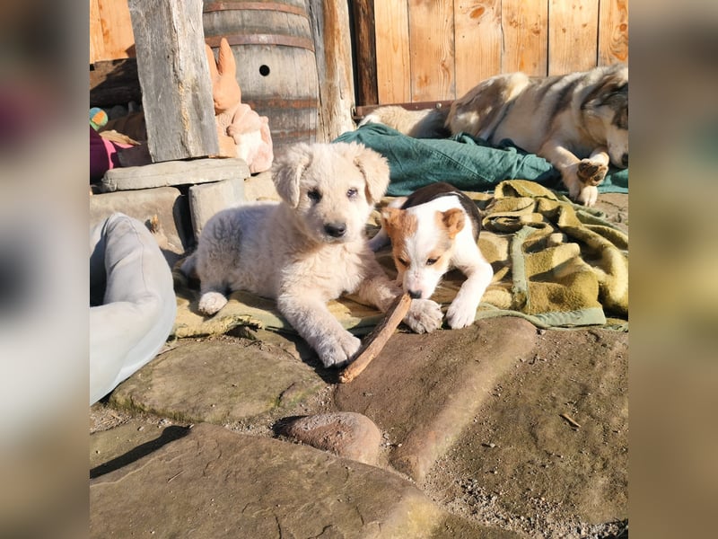 LANA sucht ein Zuhause