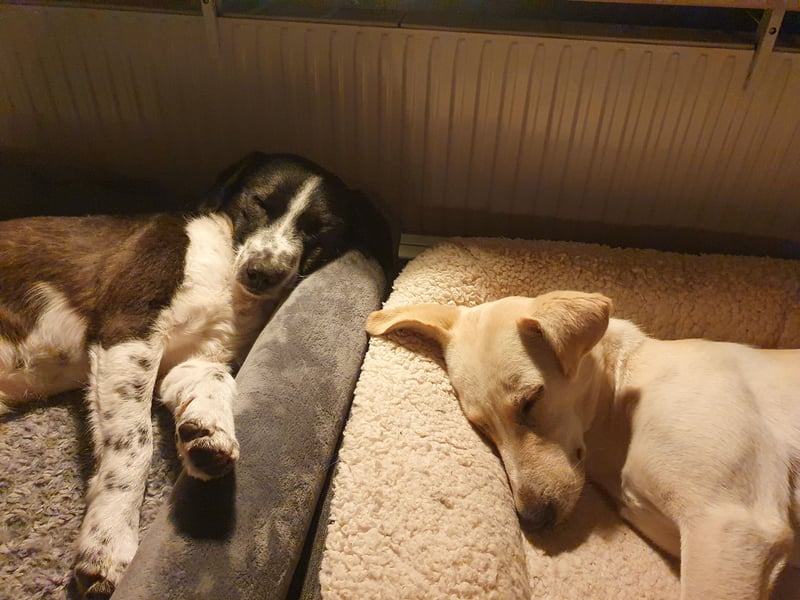 SOLY sucht ein Zuhause