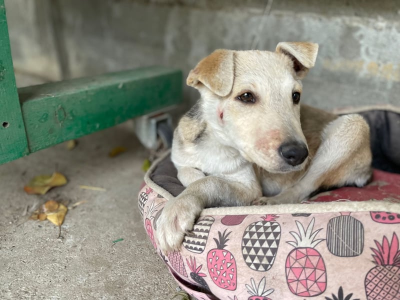 GONDO sucht ein Zuhause