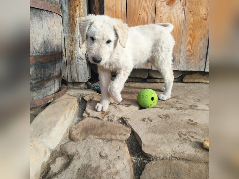 LANA sucht ein Zuhause