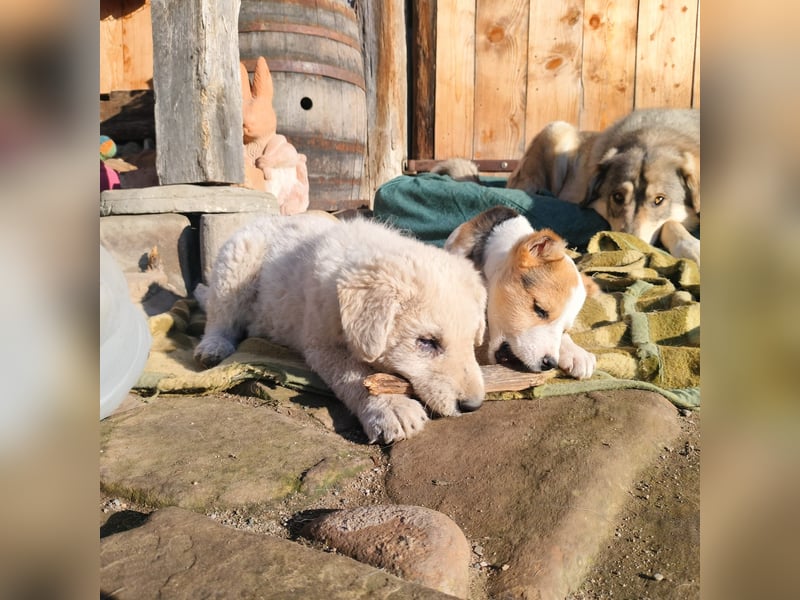 LANA sucht ein Zuhause