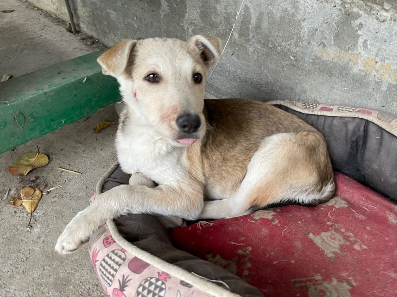 GONDO sucht ein Zuhause