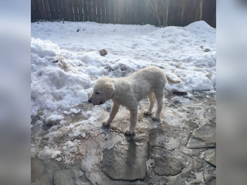 LANA sucht ein Zuhause