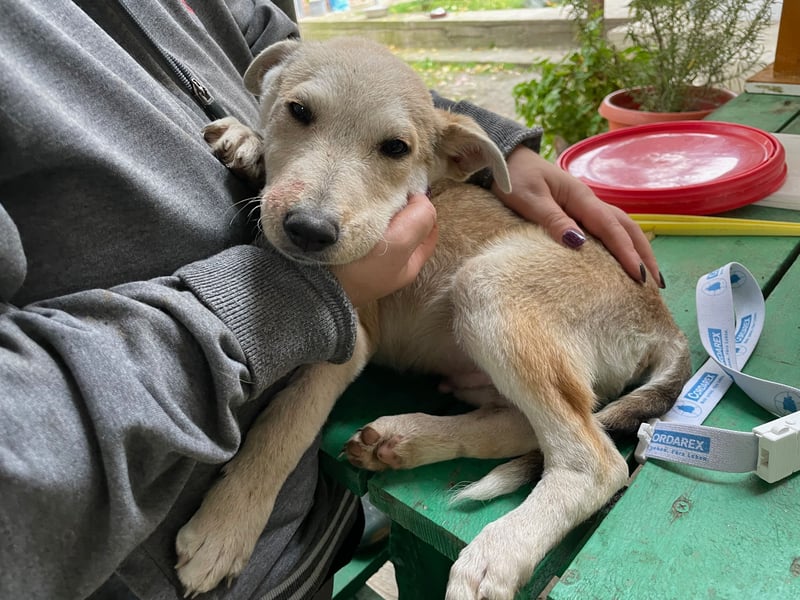 GONDO sucht ein Zuhause