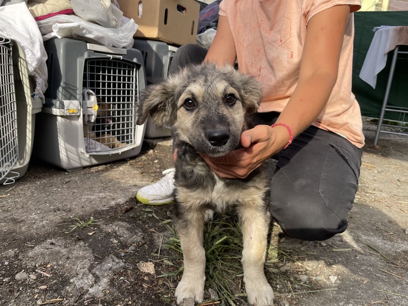 Zuhause gesucht - Rafa