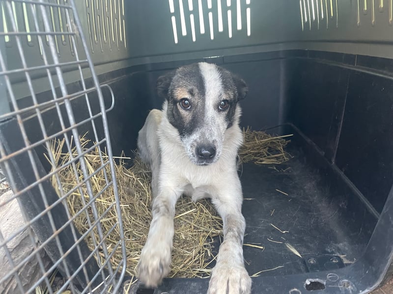 NINJA sucht ein Zuhause