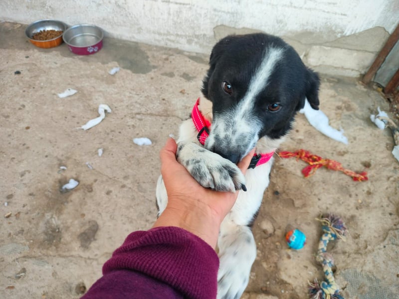 SOLY sucht ein Zuhause