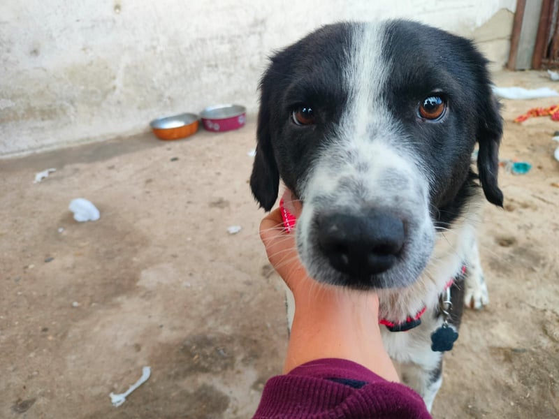 SOLY sucht ein Zuhause