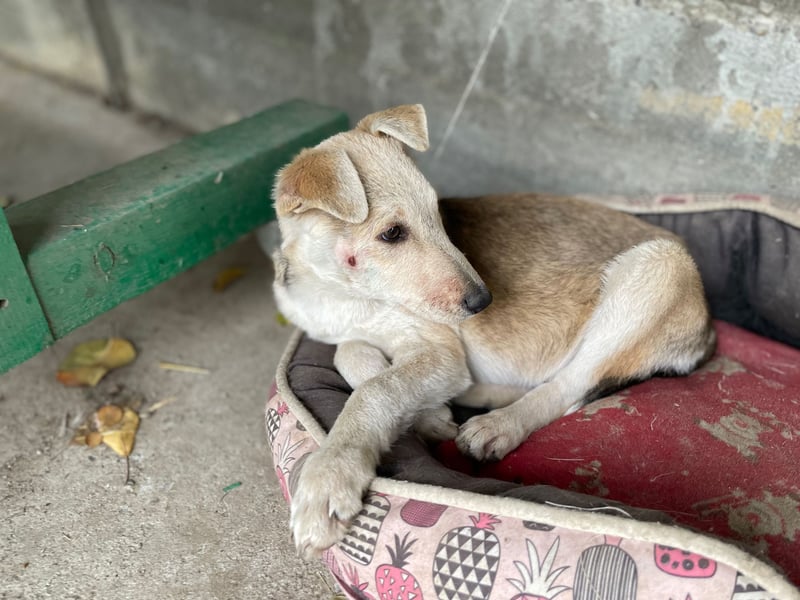 GONDO sucht ein Zuhause