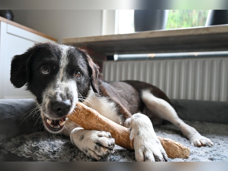 SOLY sucht ein Zuhause