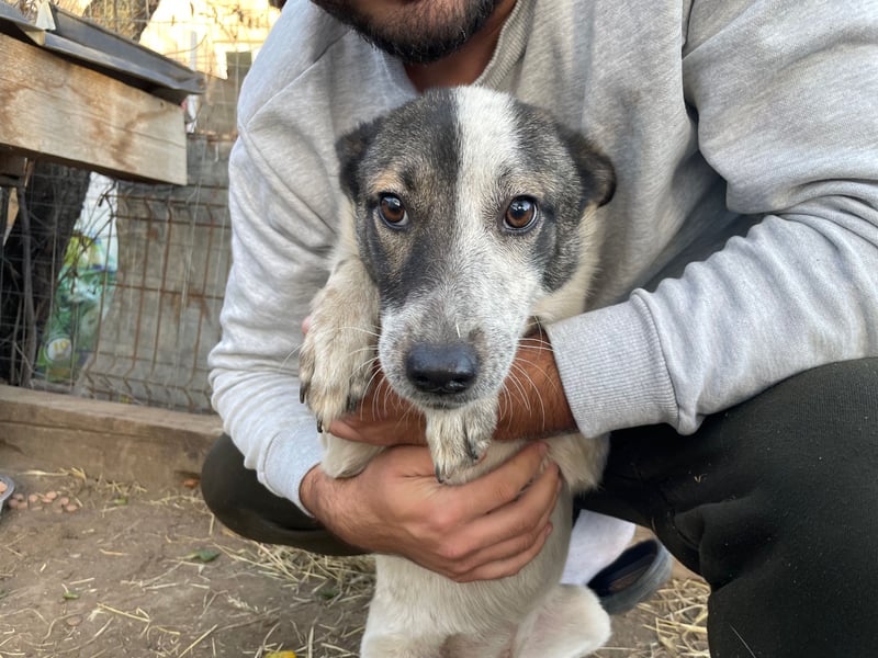 NINJA sucht ein Zuhause