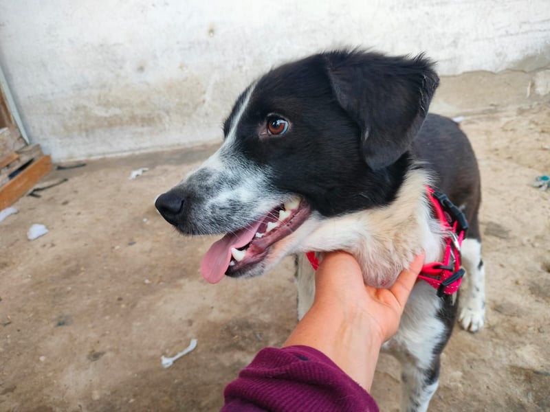 SOLY sucht ein Zuhause