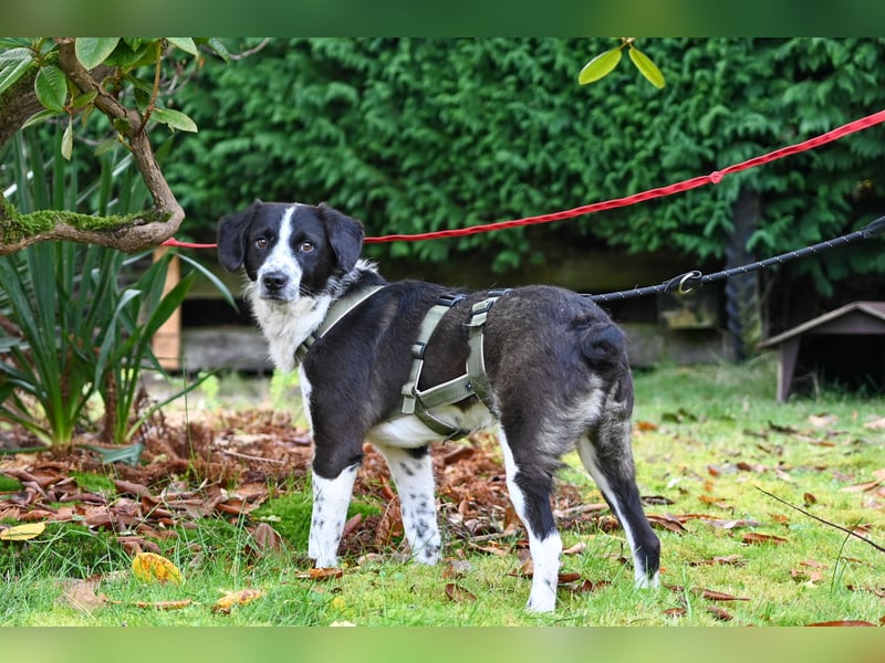 SOLY sucht ein Zuhause