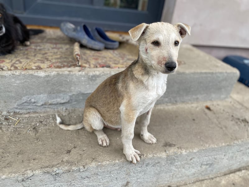 GONDO sucht ein Zuhause