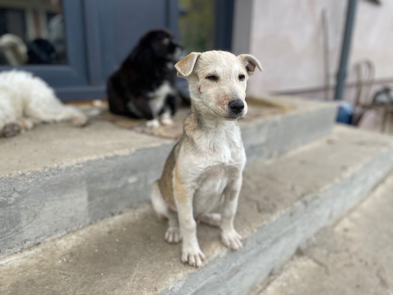 GONDO sucht ein Zuhause