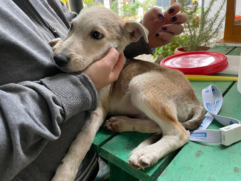 GONDO sucht ein Zuhause