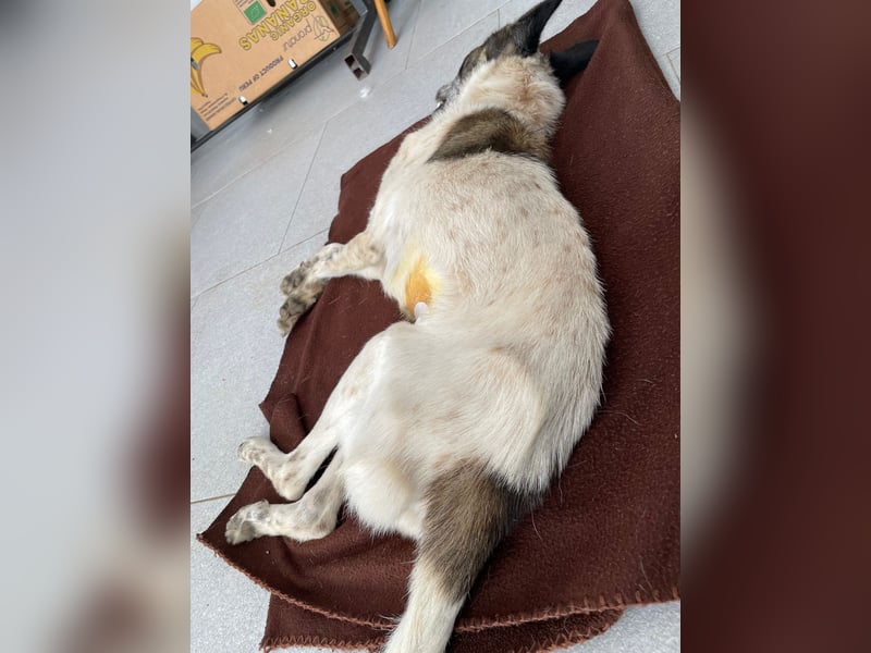 NINJA sucht ein Zuhause