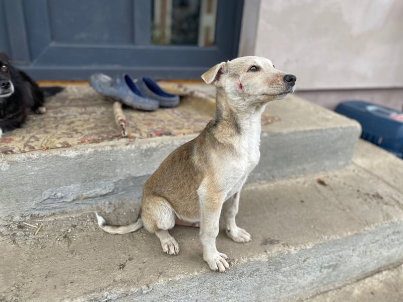 GONDO sucht ein Zuhause