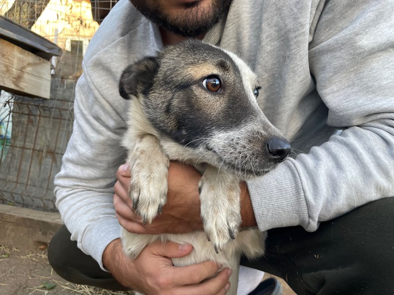 NINJA sucht ein Zuhause