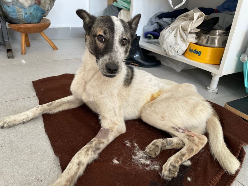 NINJA sucht ein Zuhause