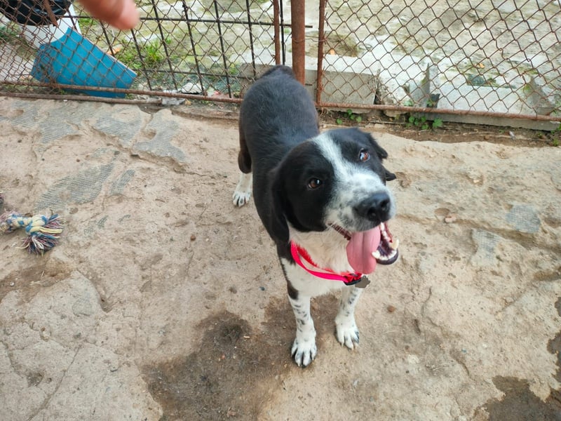 SOLY sucht ein Zuhause