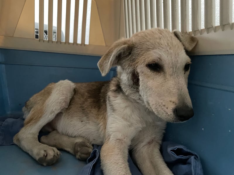 GONDO sucht ein Zuhause