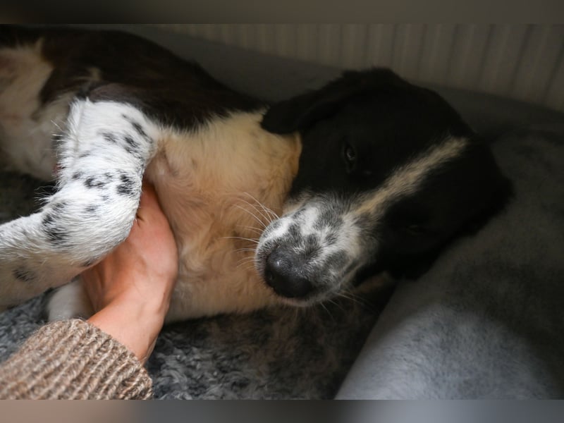 SOLY sucht ein Zuhause