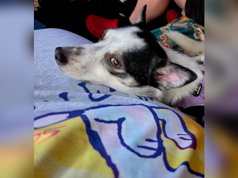 Süße Cleo sucht Zuhause mit Kuschelflat