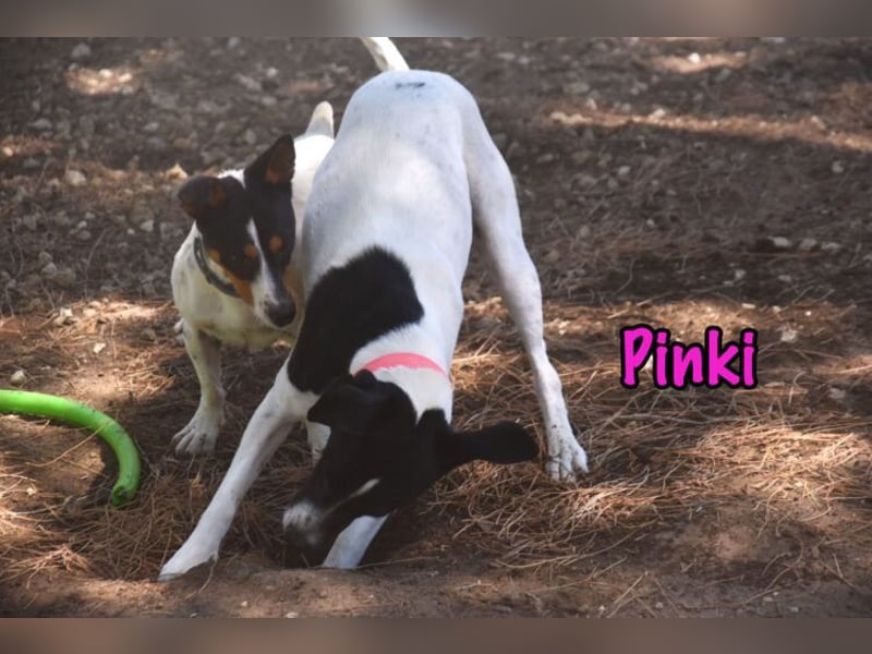 Pinki geb. 05/2024 (DE) - unglaublich liebe, treue und menschenbezogene Maus verliert ihr Zuhause!