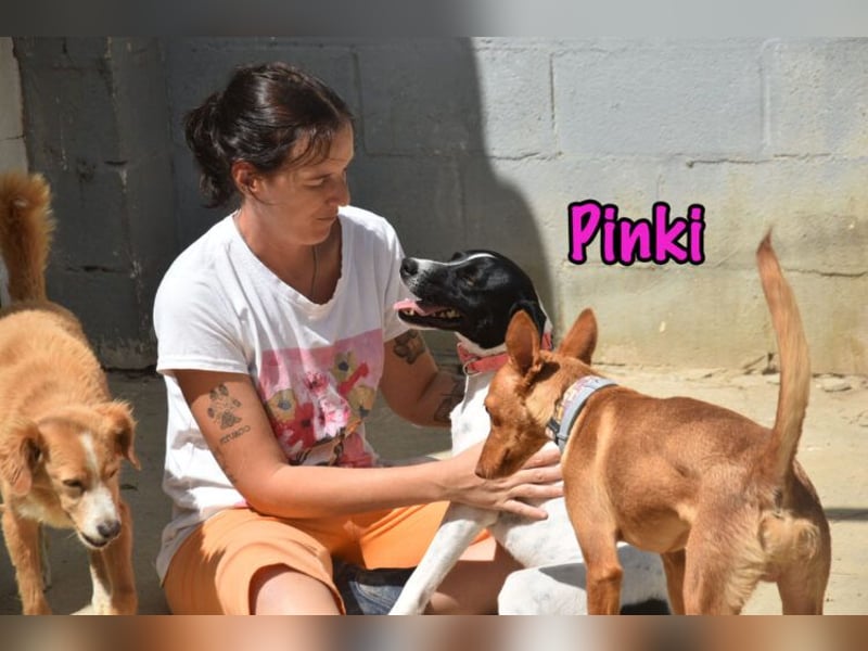 Pinki geb. 05/2024 (DE) - unglaublich liebe, treue und menschenbezogene Maus verliert ihr Zuhause!