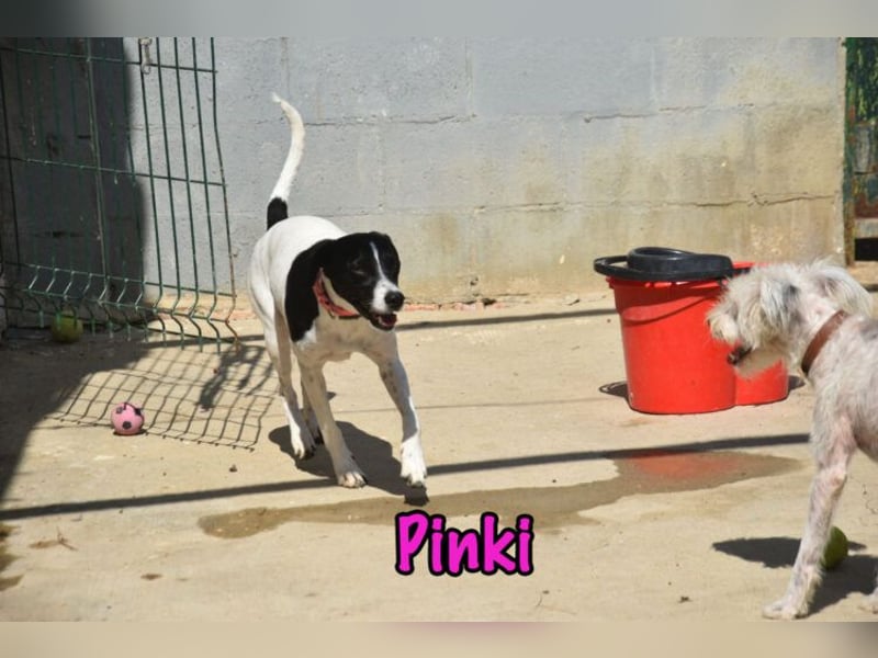 Pinki geb. 05/2024 (DE) - unglaublich liebe, treue und menschenbezogene Maus verliert ihr Zuhause!