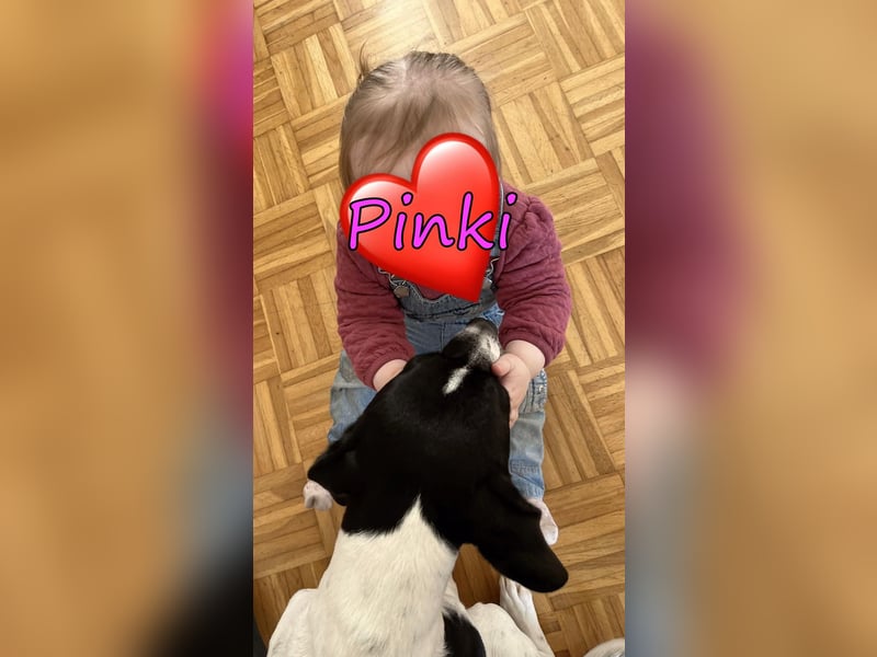 Pinki geb. 05/2024 (DE) - unglaublich liebe, treue und menschenbezogene Maus verliert ihr Zuhause!