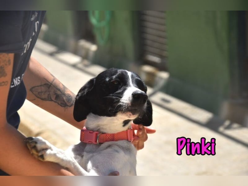 Pinki geb. 05/2024 (DE) - unglaublich liebe, treue und menschenbezogene Maus verliert ihr Zuhause!