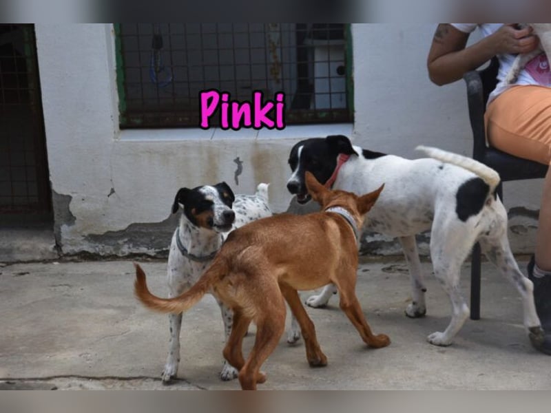 Pinki geb. 05/2024 (DE) - unglaublich liebe, treue und menschenbezogene Maus verliert ihr Zuhause!