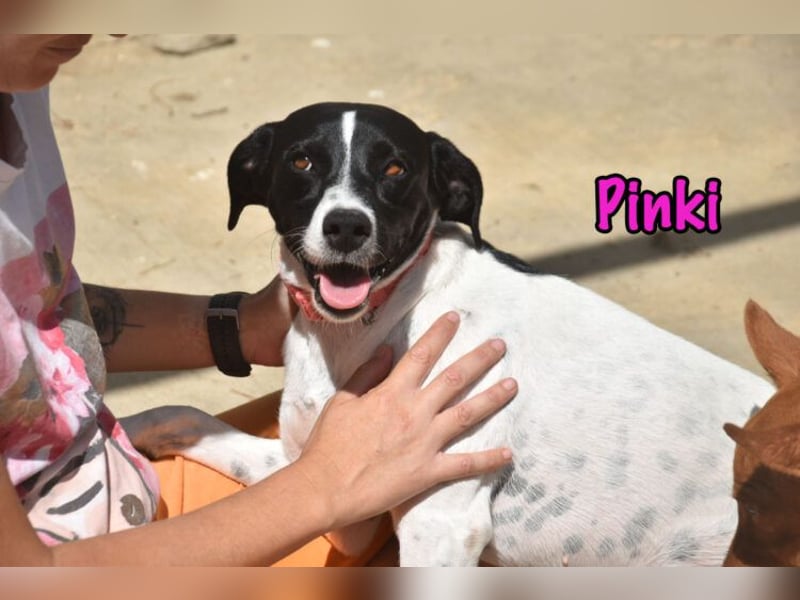 Pinki geb. 05/2024 (DE) - unglaublich liebe, treue und menschenbezogene Maus verliert ihr Zuhause!