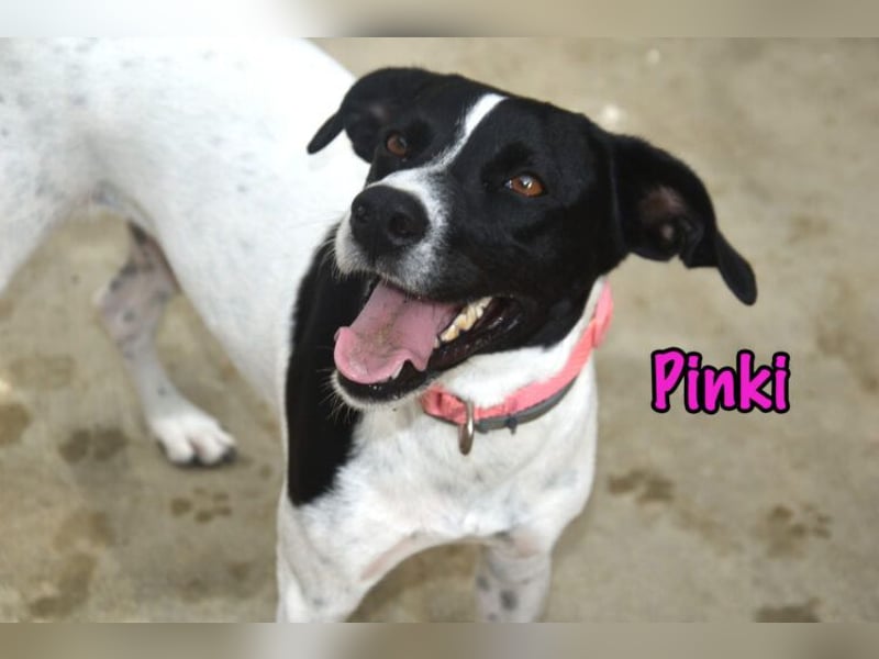 Pinki geb. 05/2024 (DE) - unglaublich liebe, treue und menschenbezogene Maus verliert ihr Zuhause!