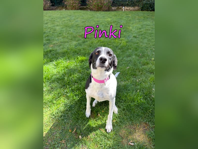 Pinki geb. 05/2024 (DE) - unglaublich liebe, treue und menschenbezogene Maus verliert ihr Zuhause!